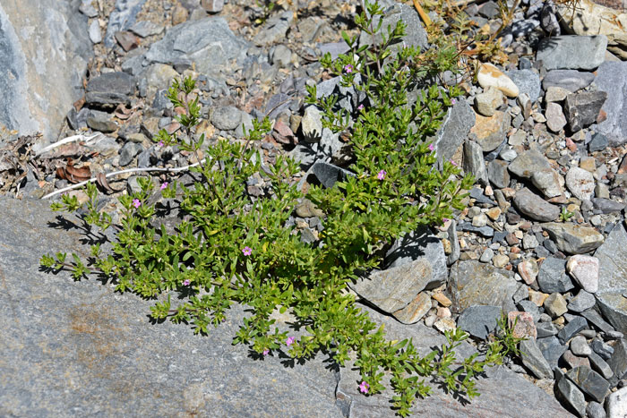 Seaside Petunia is found in moist soil streambeds and muddy flats. This species is a relative of the commercial Petunia with much smaller flowers. Leaves are somewhat fleshy. Calibrachoa parviflora 